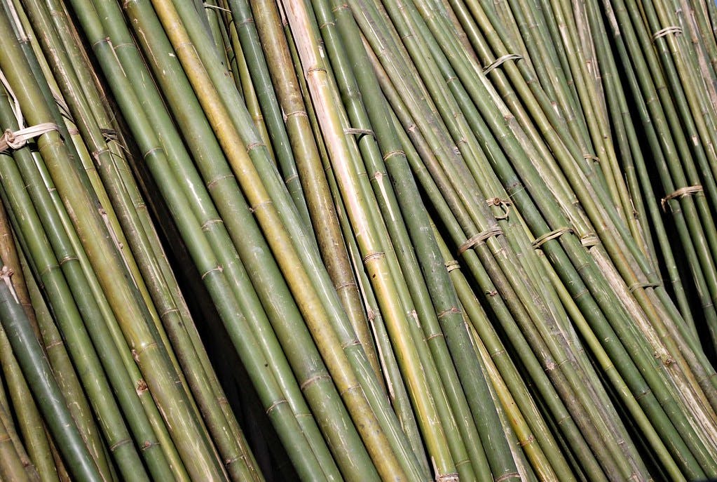 Picture of the bamboo